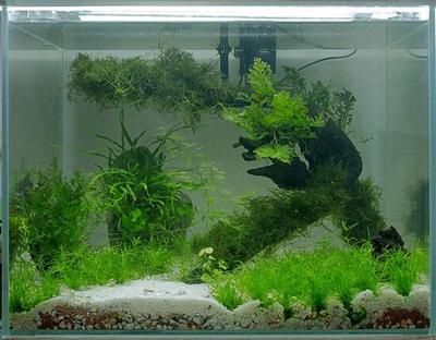 觀賞魚植物怎么養(yǎng)（關(guān)于觀賞魚植物怎么養(yǎng)的問題） 水溫計 第1張