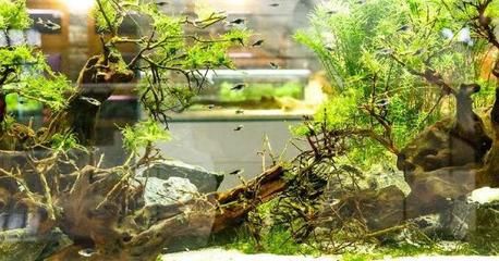 觀賞魚植物怎么養(yǎng)（關(guān)于觀賞魚植物怎么養(yǎng)的問題） 水溫計 第3張