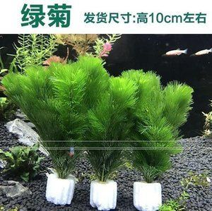 觀賞魚植物怎么養(yǎng)（關(guān)于觀賞魚植物怎么養(yǎng)的問題） 水溫計 第4張