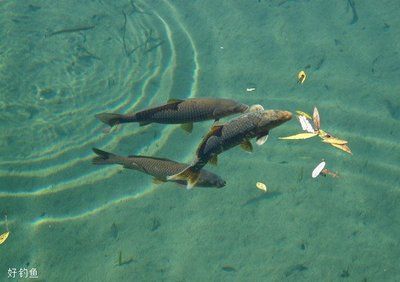 放魚養(yǎng)水的原理從增加水體溶解氧的角度（放魚養(yǎng)水的原理） 潛水泵 第1張