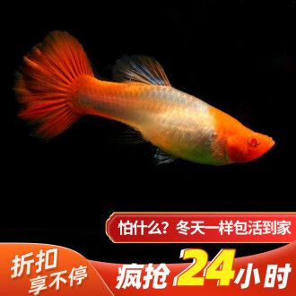 觀賞魚孔雀魚繁殖視頻（孔雀魚的繁殖技術(shù)） 吉印水族 第4張