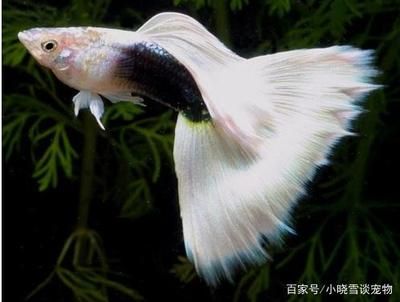 觀賞魚孔雀魚怎么養(yǎng)（孔雀魚的飼養(yǎng)方法）