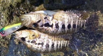 海南淡水觀賞魚種類（海南水觀賞魚種類） 祥龍魚場(chǎng)其他產(chǎn)品 第4張