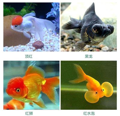 觀賞魚屬于什么經(jīng)營(yíng)范圍（觀賞魚養(yǎng)殖的經(jīng)營(yíng)范圍主要包括觀賞魚的養(yǎng)殖和銷售和銷售）