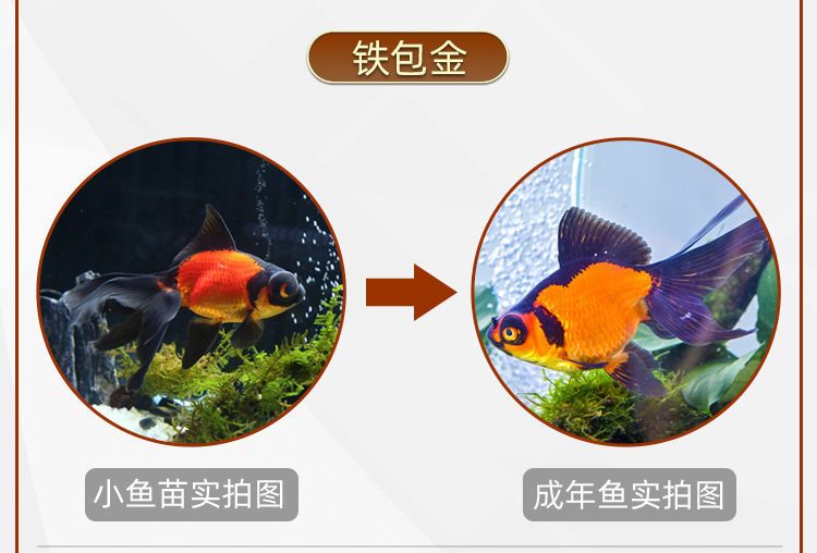 觀賞魚屬于什么經(jīng)營范圍（觀賞魚養(yǎng)殖的經(jīng)營范圍主要包括觀賞魚的養(yǎng)殖和銷售和銷售） 其他水族品牌 第1張