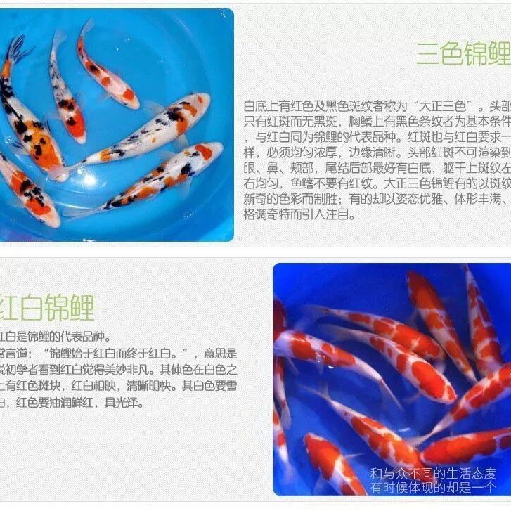 觀賞魚屬于什么經(jīng)營范圍（觀賞魚養(yǎng)殖的經(jīng)營范圍主要包括觀賞魚的養(yǎng)殖和銷售和銷售） 其他水族品牌 第4張