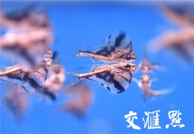 飛鳳魚(yú)和錦鯉混養(yǎng)會(huì)怎樣（飛鳳魚(yú)和錦鯉可以混養(yǎng)嗎？） 杰西卡恐龍魚(yú) 第4張