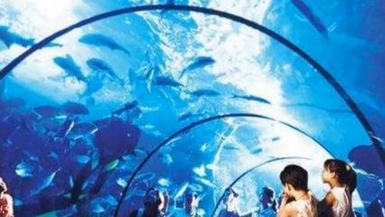 韓國觀賞魚市場前景如何（韓國觀賞魚市場前景如何？） 一方水族 第3張