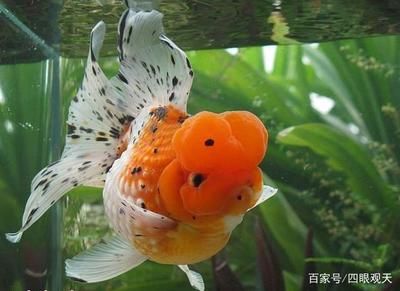 皇冠珍珠金魚(yú)飼養(yǎng)方法（皇冠珍珠金魚(yú)的飼養(yǎng)方法） 恐龍王魚(yú) 第1張