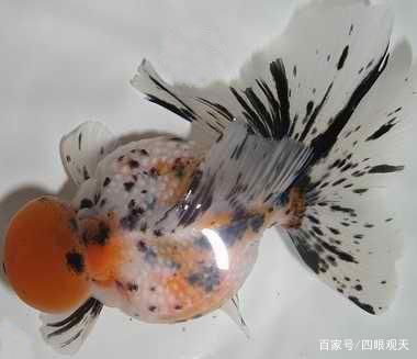 皇冠珍珠金魚(yú)飼養(yǎng)方法（皇冠珍珠金魚(yú)的飼養(yǎng)方法） 恐龍王魚(yú) 第2張