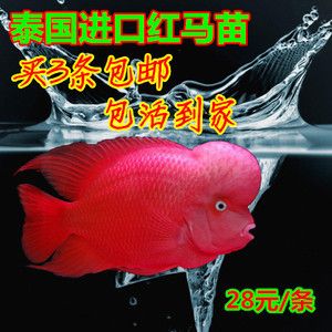 觀賞魚(yú)羅漢魚(yú)苗多少錢(qián)一條（羅漢魚(yú)的價(jià)格因品種、年齡、健康狀況等多種因素而有所不同） 泰國(guó)雪鯽魚(yú) 第4張