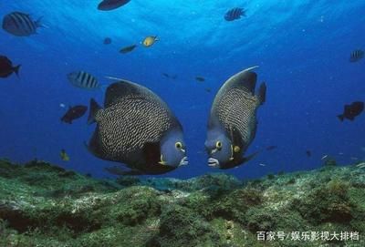 海南海水觀賞魚繁殖技術(shù)（關(guān)于海水觀賞魚的繁殖技術(shù)的幾個關(guān)鍵問題） 稀有金龍魚 第3張