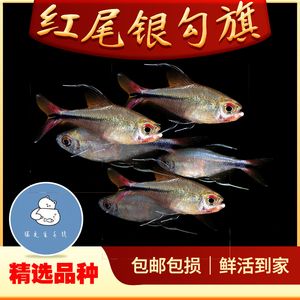 高端觀賞魚燈科魚（燈科魚的養(yǎng)殖方法） 殺菌消毒設備 第4張