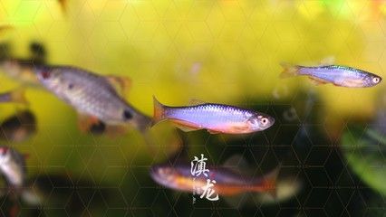 高端觀賞魚燈科魚（燈科魚的養(yǎng)殖方法） 殺菌消毒設備 第3張