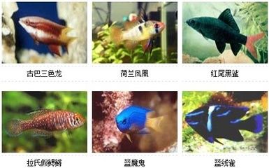 比較有趣的觀賞魚名字（哪些觀賞魚的名字比較有趣？） 白子關(guān)刀魚苗 第3張