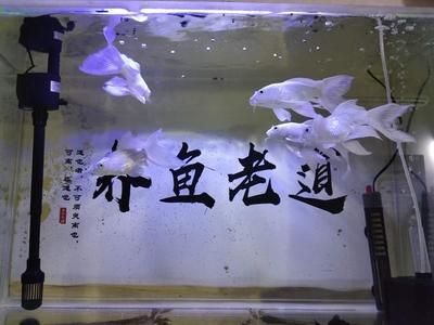 蝴蝶鯉魚缸水位多少最好（養(yǎng)蝴蝶鯉需要注意什么？） 財(cái)神鸚鵡魚 第1張