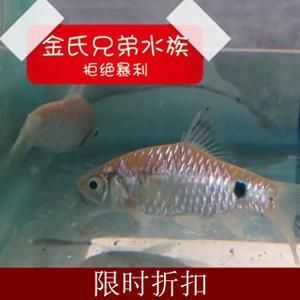 好養(yǎng)觀賞魚種類冷水魚（什么是冷水魚） 野彩魚 第4張