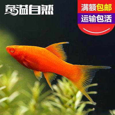 好養(yǎng)觀賞魚種類冷水魚（什么是冷水魚） 野彩魚 第1張