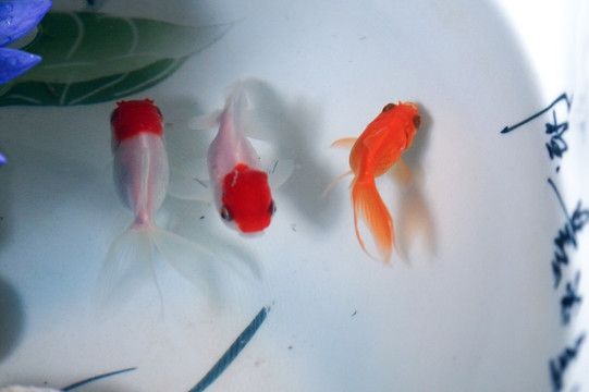 觀賞魚小白魚是什么魚種（小白魚的養(yǎng)護秘籍） 觀賞魚水族批發(fā)市場 第3張