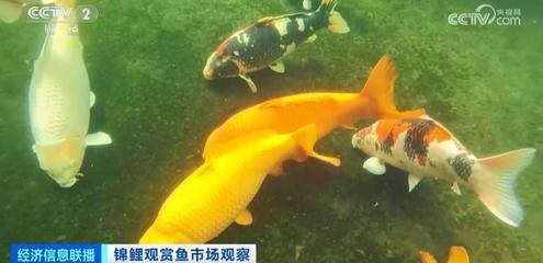 廣東觀賞魚養(yǎng)殖基地有哪些品種（廣東常見的觀賞魚品種） PH調(diào)節(jié)劑 第3張