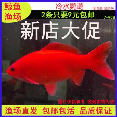 觀賞魚種類冷水魚和熱水魚哪個好養(yǎng)（“冷水魚”和“熱水魚”的養(yǎng)護秘籍對于新手來說可能更具挑戰(zhàn)性）