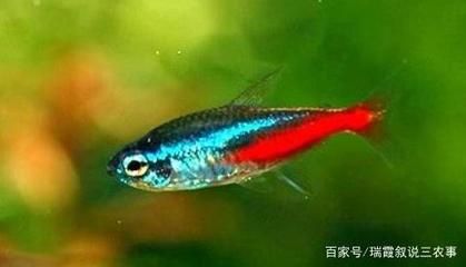 紅綠燈魚繁殖前兆（紅綠燈魚的繁殖前兆）