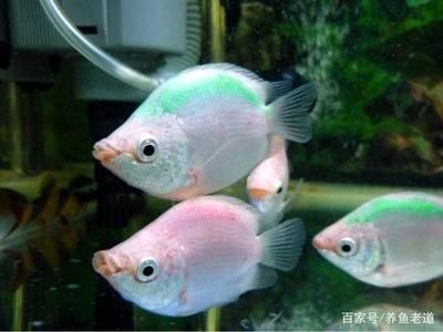 白色的觀賞魚叫什么名字來著（白色觀賞魚有哪些種類） 圣菲埃及魚 第4張