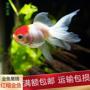 關于觀賞魚的詩（世界觀賞魚的多樣性觀賞魚不僅僅是中國的獨有文化） 泰龐海蓮魚 第1張