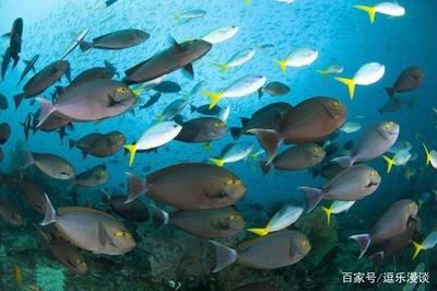 白色觀賞魚是什么魚類（白色觀賞魚的種類和特點） 祥龍藍珀金龍魚 第2張