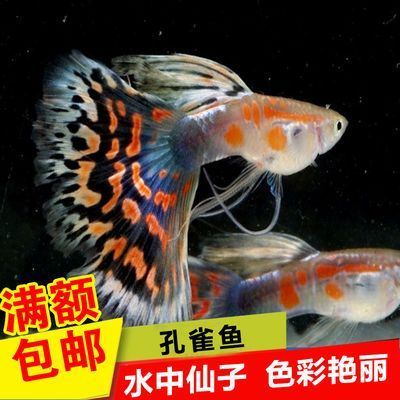 觀賞魚好評（如何挑選健康的觀賞魚）