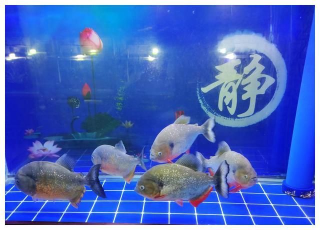 觀賞魚店鋪介紹文案范文（北京星辰觀賞魚培訓(xùn)）