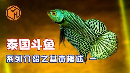 觀賞魚店鋪介紹文案范文（北京星辰觀賞魚培訓(xùn)）