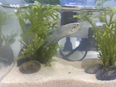 觀賞魚平平魚的公母區(qū)別（平平魚公母區(qū)別） 綠皮皇冠豹魚 第3張