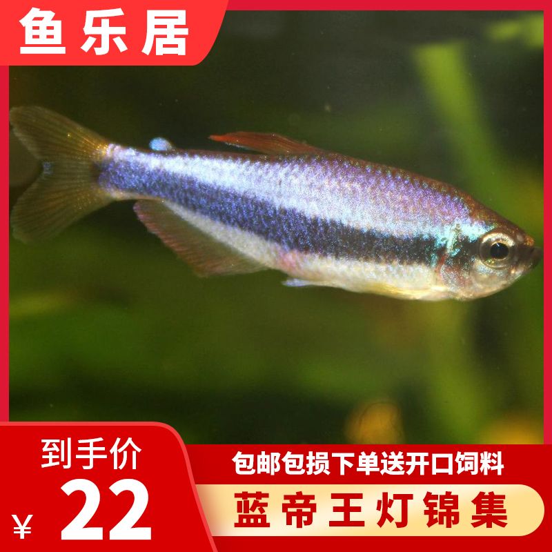 淡水觀賞魚排行榜前十名有哪些品種（淡水觀賞魚品種排行榜前十名及其特點：七彩神仙魚）