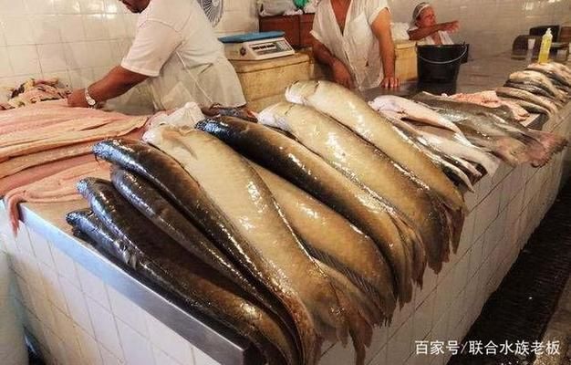 觀賞魚能吃嗎？（觀賞魚可以吃嗎？） 海象魚 第3張