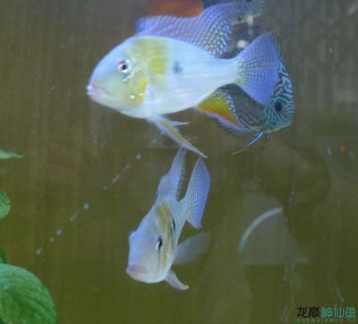 赤荔鳳冠魚性情怎樣（赤荔鳳冠魚是一種性情溫和、易于飼養(yǎng)的魚類）