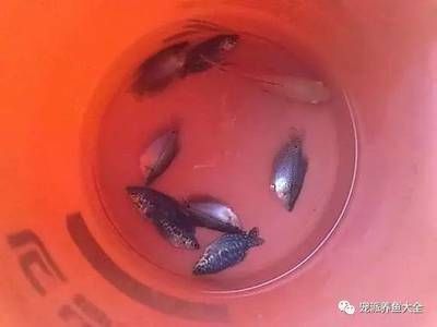 觀賞魚不動了怎么辦（觀賞魚不動怎么辦？） 水族主題相關(guān) 第2張