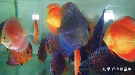 吃觀賞魚糞便的魚（清道夫魚的基本特征和習(xí)性） 祥龍水族護(hù)理水 第2張