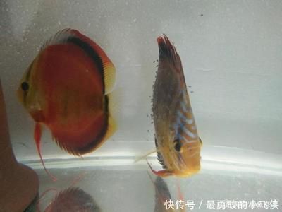 吃觀賞魚糞便的魚（清道夫魚的基本特征和習(xí)性） 祥龍水族護(hù)理水 第3張