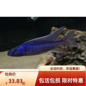 澳洲淡水觀賞魚品種有哪些名字（澳洲淡水觀賞魚品種主要包括不限于以下幾種） 肥料 第1張