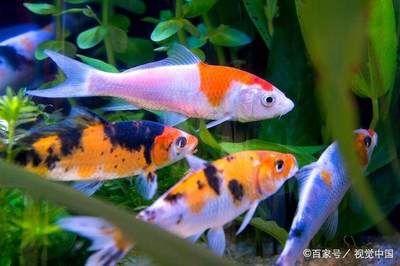 觀賞魚突然死亡是什么原因呢（觀賞魚死亡的六個(gè)原因） 細(xì)線銀版魚 第1張