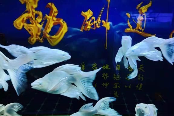 觀賞魚的飼養(yǎng)方法（根據(jù)搜索結(jié)果整理的觀賞魚飼養(yǎng)方法） 白子銀龍魚苗 第1張