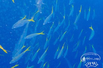 觀賞魚大魚會吃小魚嗎（如何防止觀賞魚的大魚吃小魚） 非洲金鼓魚 第3張