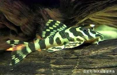 觀賞魚黃金貓怎么養(yǎng)好看（黃金貓魚的飼養(yǎng)技巧） 黃金鴨嘴魚 第4張