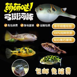 觀賞魚河豚吃什么食物（觀賞魚與寵物魚的區(qū)別）