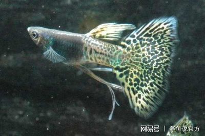 高價(jià)觀賞魚品種排名榜（觀賞魚品種排名榜） 魚缸水質(zhì)穩(wěn)定劑 第4張