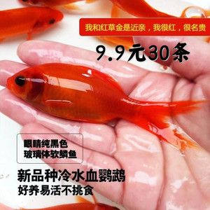 純黑色觀賞魚有哪些（純黑色的觀賞魚的種類和特點） 祥龍金禾金龍魚 第1張