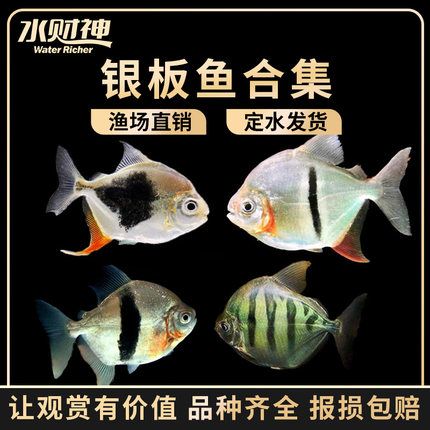 粗線銀板魚價格（粗線銀板魚價格因大小、數(shù)量等因素而有所不同） 非洲金鼓魚 第3張