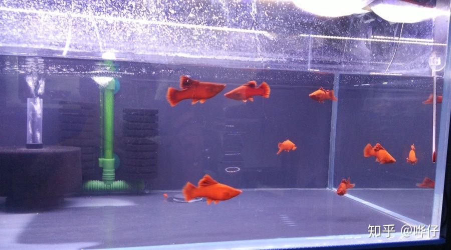 觀賞魚售賣平臺有哪些（如何選擇觀賞魚售賣平臺） 大嘴鯨魚 第4張