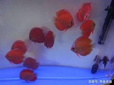 觀賞魚售賣平臺有哪些（如何選擇觀賞魚售賣平臺） 大嘴鯨魚 第3張